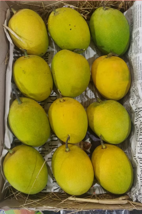 Regular Size Alphanso Size (200- 250 gm) Carbide Free Mangoes